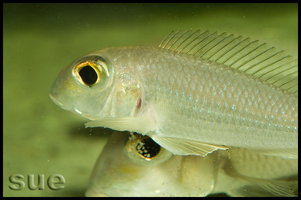 Xenotilapia boulengeri Ilangi