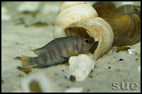 Altolamprologus compressiceps Chimba shell