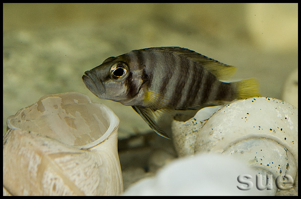 Altolamprologus compressiceps Cape Kachese shell