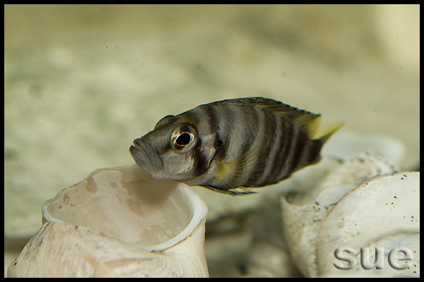 Altolamprologus compressiceps Cape Kachese shell