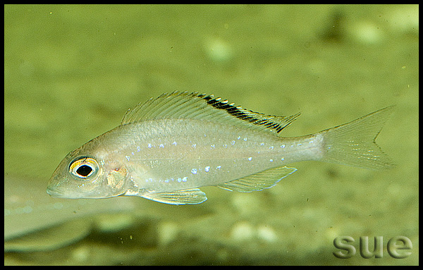 Xenotilapia spilopterus Chimba