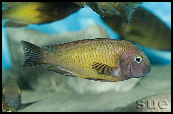 Tropheus sp. Ilangi Yellow Real