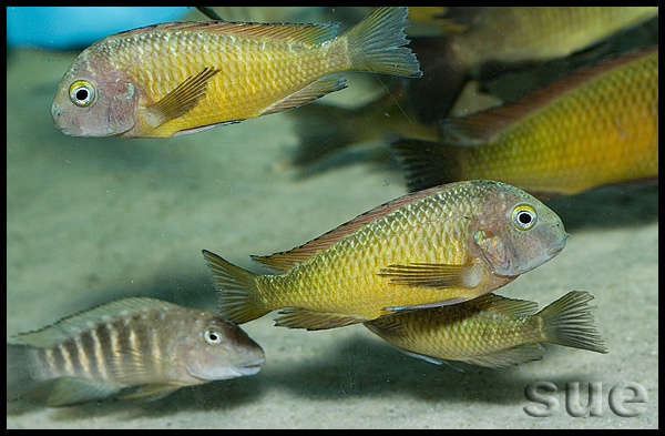 Tropheus sp. Ilangi Yellow Real