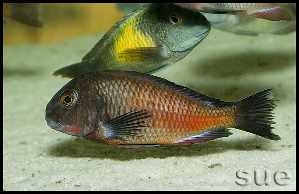 Tropheus sp. Chipimbi