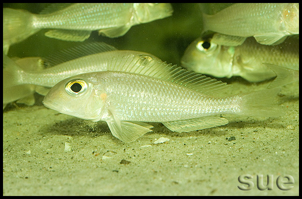 Xenotilapia boulengeri Ilangi