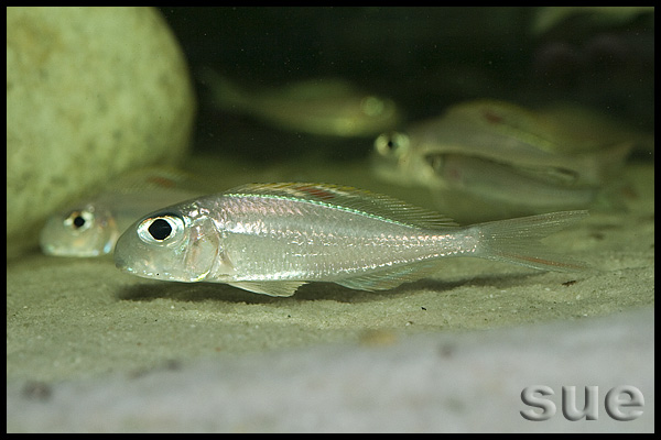 Xenotilapia sp. "red princess"