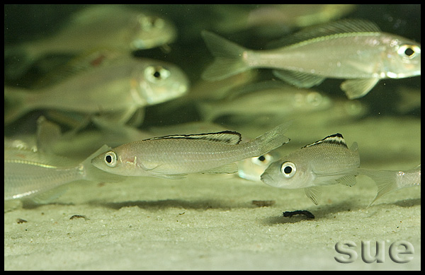 Paracyprichromis brieni Kitumba i Xenotilapia sp. "red princess"