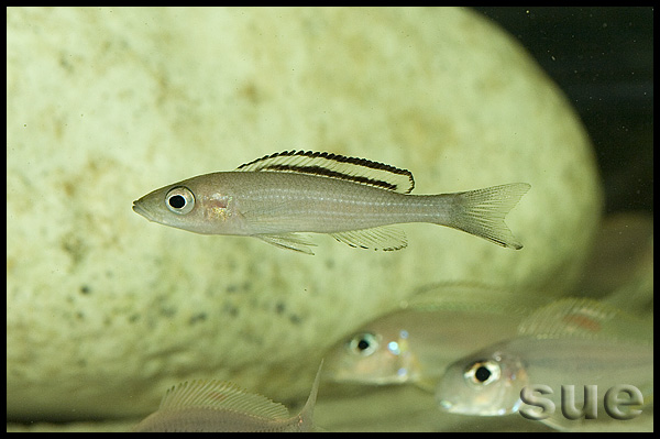 Paracyprichromis brieni Kitumba