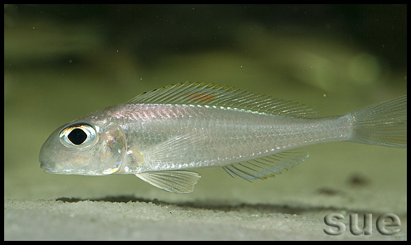 Xenotilapia sp. "red princess"