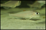 Xenotilapia sp. "red princess"