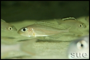 Xenotilapia sp. "fluorescent green" Chaitika