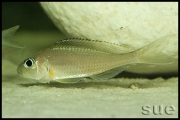 Xenotilapia sp. "fluorescent green" Chaitika