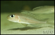 Xenotilapia sp. "fluorescent green" Chaitika