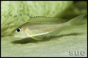 Xenotilapia sp. "fluorescent green" Chaitika