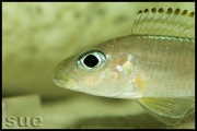 Xenotilapia sp. "fluorescent green" Chaitika