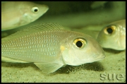 Xenotilapia boulengeri Ilangi