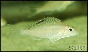 Xenotilapia spilopterus Chimba