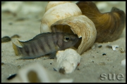 Altolamprologus compressiceps Chimba shell