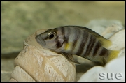 Altolamprologus compressiceps Cape Kachese shell