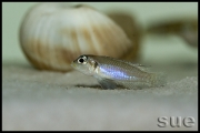 Lamprologus ocellatus Gold