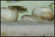 Telmatochromis temporalis Mbita shell