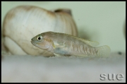 Telmatochromis temporalis Mbita shell