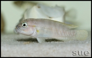 Telmatochromis temporalis Mbita shell