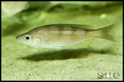 Cyprichromis sp. zebra Chituta