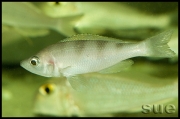 Cyprichromis sp. zebra Chituta