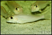 Xenotilapia boulengeri Ilangi