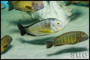 Tropheus sp. nov.