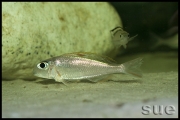 Xenotilapia sp. "red princess"