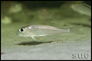 Xenotilapia sp. "red princess"