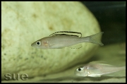 Paracyprichromis brieni Kitumba