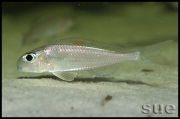 Xenotilapia sp. "red princess"