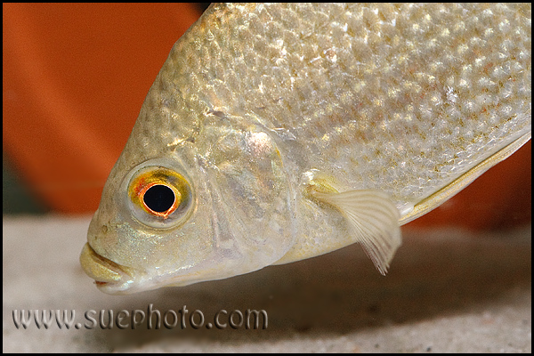 Oreochromis tanganicae