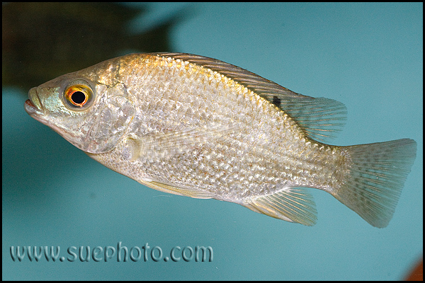 Oreochromis tanganicae