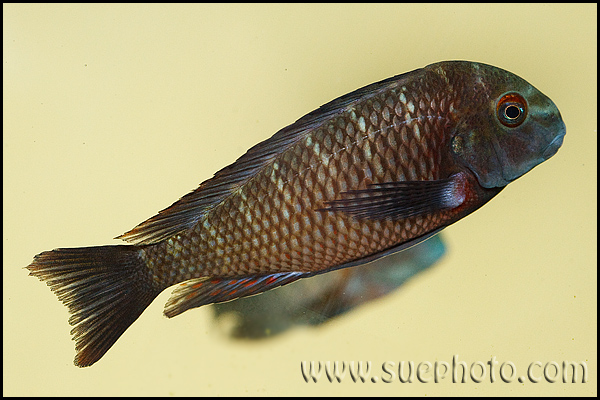 Tropheus sp. Lupota