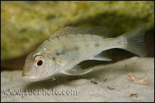 Tylochromis polylepis