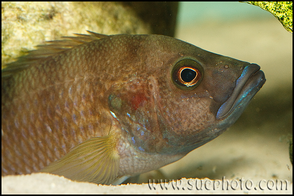 "Ctenochromis" benthicola