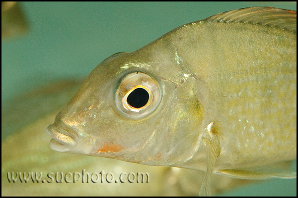 Tylochromis polylepis