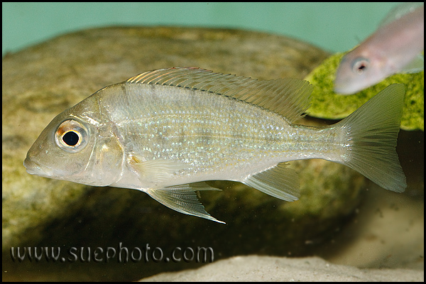 Tylochromis polylepis