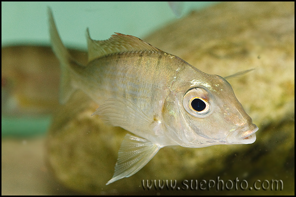 Tylochromis polylepis