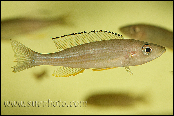 Paracyprichromis brieni Chaitika