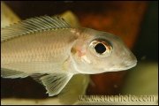 Xenotilapia caudafasciata