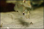 Tylochromis polylepis