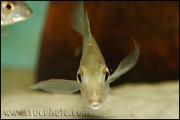 Tylochromis polylepis