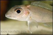 Xenotilapia caudafasciata