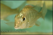 Tylochromis polylepis