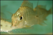 Tylochromis polylepis